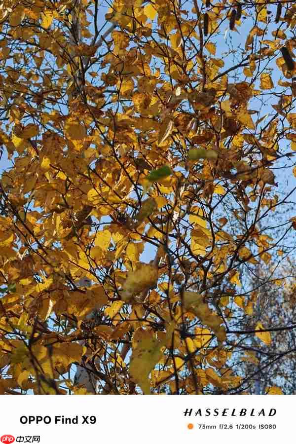 OPPO Find X9影像实测：强得不像标准版  第7张