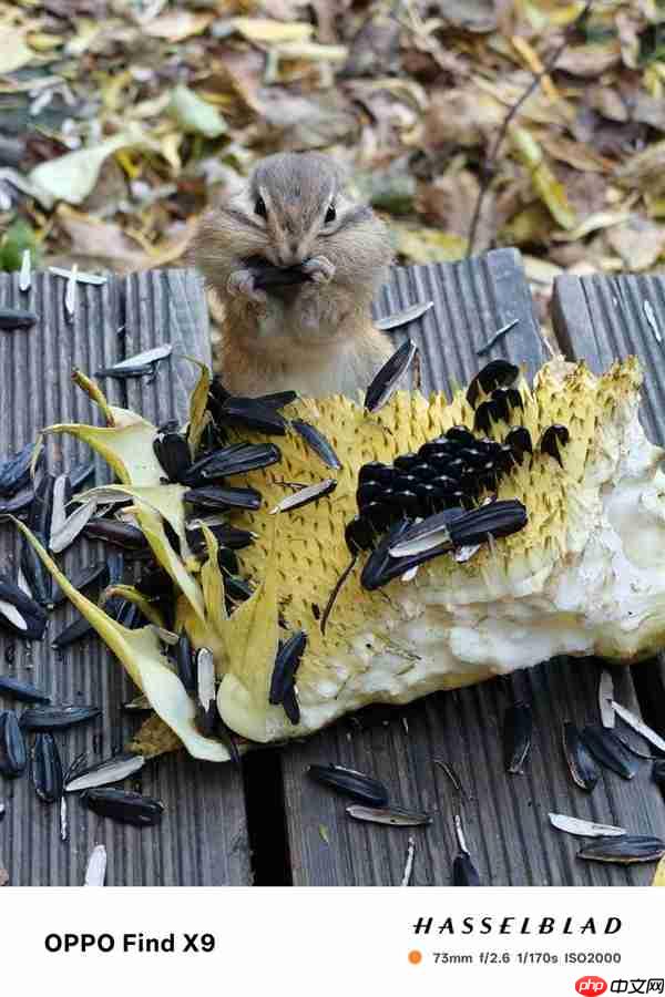 OPPO Find X9影像实测：强得不像标准版  第8张