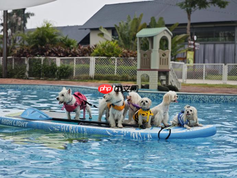 乐平镇锚定“全国宠物度假小镇” 书写大湾区文旅融合新篇章  第4张