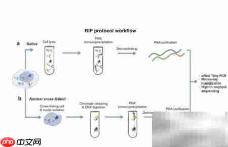 掌握RIP动态路由配置  第2张