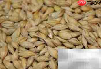 大麦饲料发酵配方指南  第1张