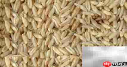 大麦饲料发酵配方指南  第2张