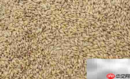 大麦饲料发酵配方指南  第4张