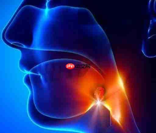 人体冷知识以下哪一个属于淋巴器官