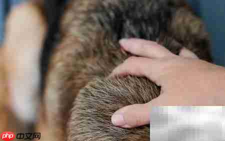 苹果醋治狗皮炎妙招  第5张