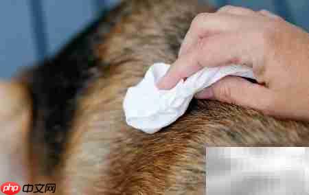 苹果醋治狗皮炎妙招  第6张