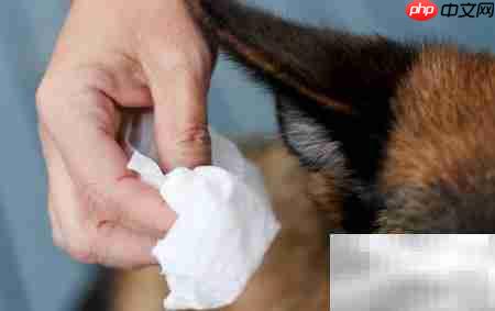 苹果醋治狗皮炎妙招  第7张